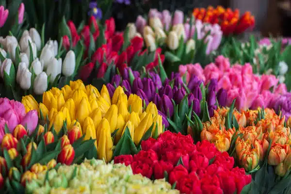 Tulpen als geschenk